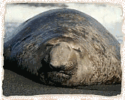 Southern Elephant Seal, Gold Harbour, South Georgia Island (U.K.)