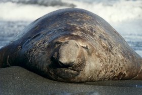 Southern Elephant Seal, Mirounga leonina