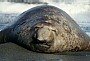Southern Elephant Seal, Mirounga leonina