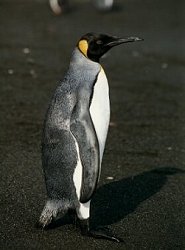 Ad�lie Penguin, Pygoscelis adeliae