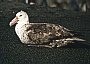 Southern Giant Petrel, Macronectes giganteus.