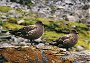 Antarctic Skua's, Catharacta maccormicki