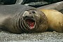 Southern Elephant Seal, Mirounga leonina