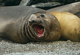 Southern Elephant Seal, Mirounga leonina