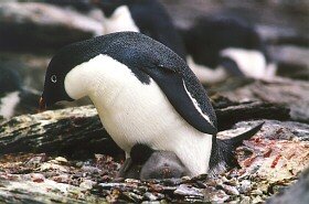 Ad�lie Penguin, Pygoscelis adeliae