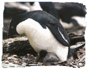 Adlie Penguin, Pygoscelis adeliae