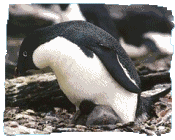 Ad�lie Penguin, Pygoscelis adeliae