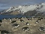 Chinstrap Penguins, Pygoscelis antarctica