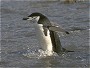 Chinstrap Penguin, Pygoscelis antarctica