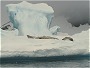 Crabeter seals , Curverville Island, Antarctic