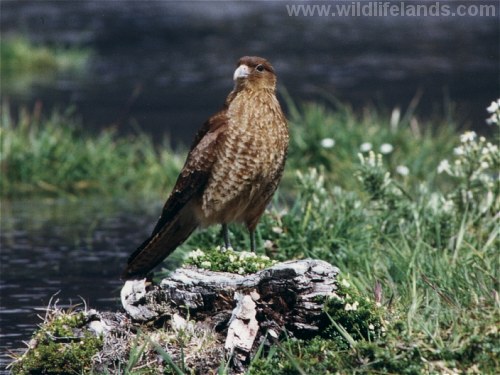 Cimango Caracara, Milvago chimango