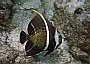 French Angelfish (intermediate) Pomacanthus paru