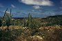 Cactus Hill, Aruba, Dutch Antilles