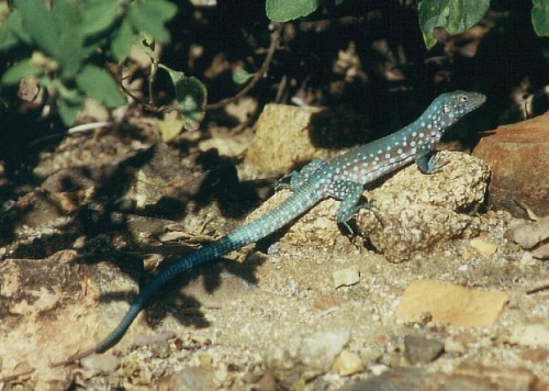 Blausana, Cnemidophorus murinus