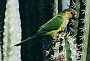 Mais Parakeet, Aratinga pertinax