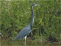 Tricolored Heron, Egretta tricolor