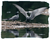 Black Tern, Chlidonias niger