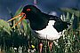 Oystercatcher, Haematopus ostralegus