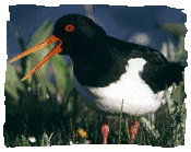 Oystercatcher, Haematopus ostralegus