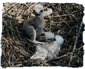 Marsh Harriers, Circus aeruginosus � 2 weeks