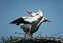 White Stork, Ciconia ciconia