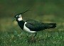 Northern Lapwing, Vanellus vanellus
