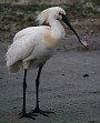 Eurasian Spoonbill, Platalea leucorodia