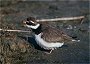 Great Ringed Plover, Charadrius hiaticula