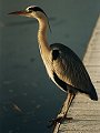 Blue Heron, Ardea cinerea