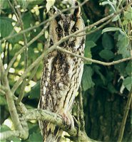Long Eared Owl , Asio otus