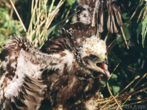 Marsh Harriers, Circus aeruginosus � 6-8 weeks