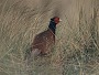 Common Pheasant, Phasianus colchicus