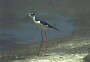 Blackwinged Stilt, Himantopus himantopus