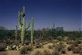Saguaro Cactus, Saguaro N.P., Arizona