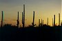 Sundown Saguaro's, Saguaro N.P., Arizona