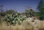 Opuntia's, Saguaro N.P., Arizona
