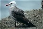 Heermann's Gull, Larus heermanni