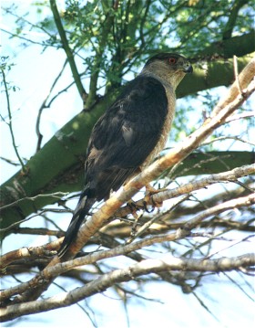 Coopers Hawk, Accipiter cooperii