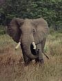 African Elephant, Loxodonta africana