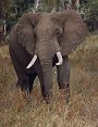 African Elephant, Loxodonta africana