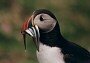 Puffin, Fratercula arctica.