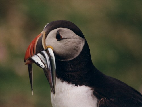 Atlantic Puffin, Fratercula arctica