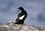 Black Guillemot, Cepphus grylle