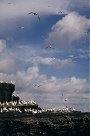 Gannet Colony, Noss, Shetland Islands.