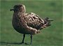 Great Skua, Stercorarius skua