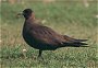 Arctic Skua,Stercorarius parasiticus