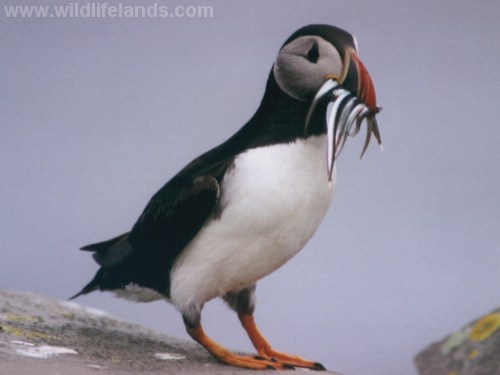 Atlantic Puffin, Fratercula arctica