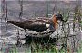 Rednecked Phalarope, Phalaropus lobatus