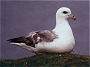 Northern Fulmar, Fulmarus glacialis