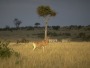 Hartebeest, Alcelaphus buselaphus